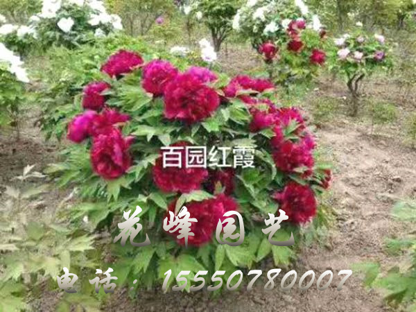 催花牡丹